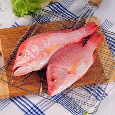 Red Snapper Fish